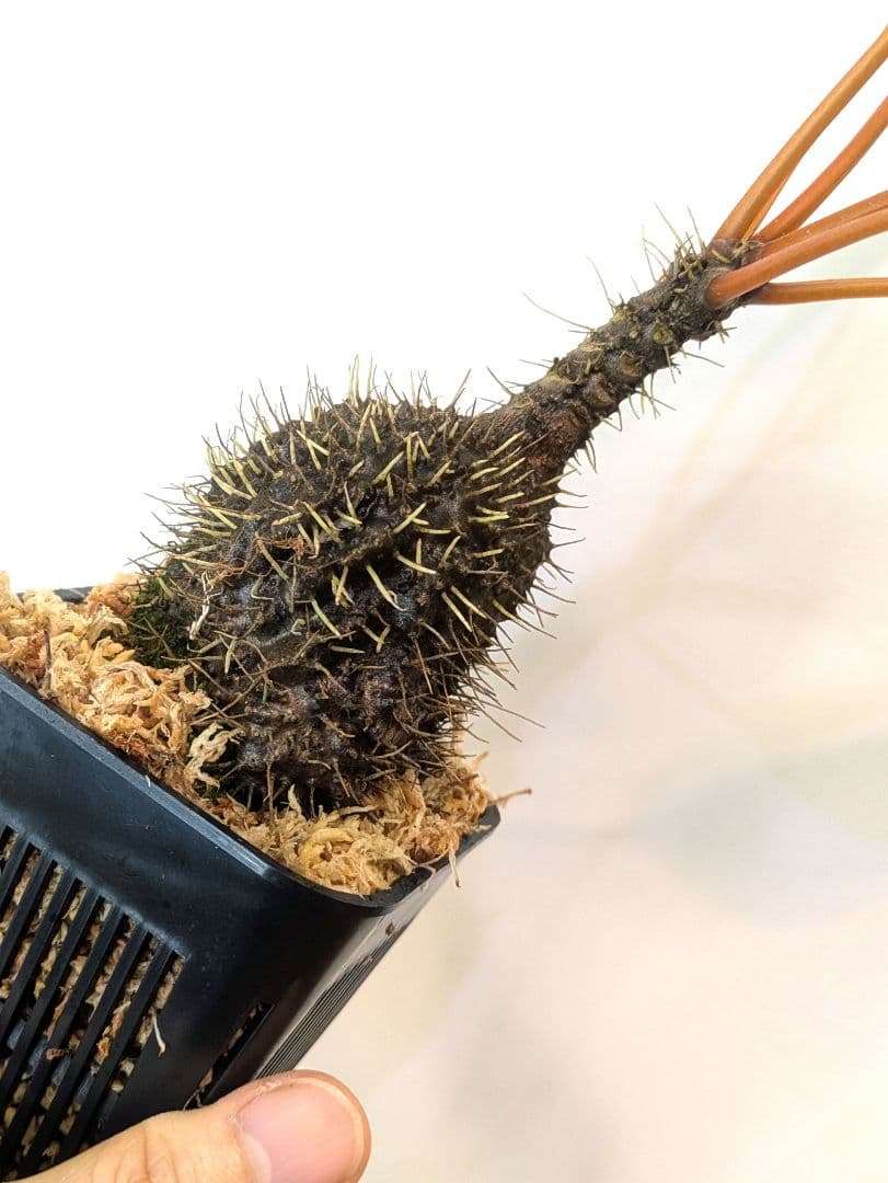 ミルメコディア プラティティレア オレンジ ペティオールズ アリ植物