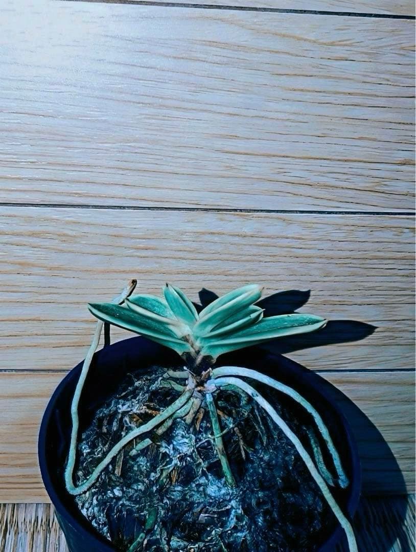 富貴蘭「当棚名：雪達磨」（東三河専門店名：白日夢）