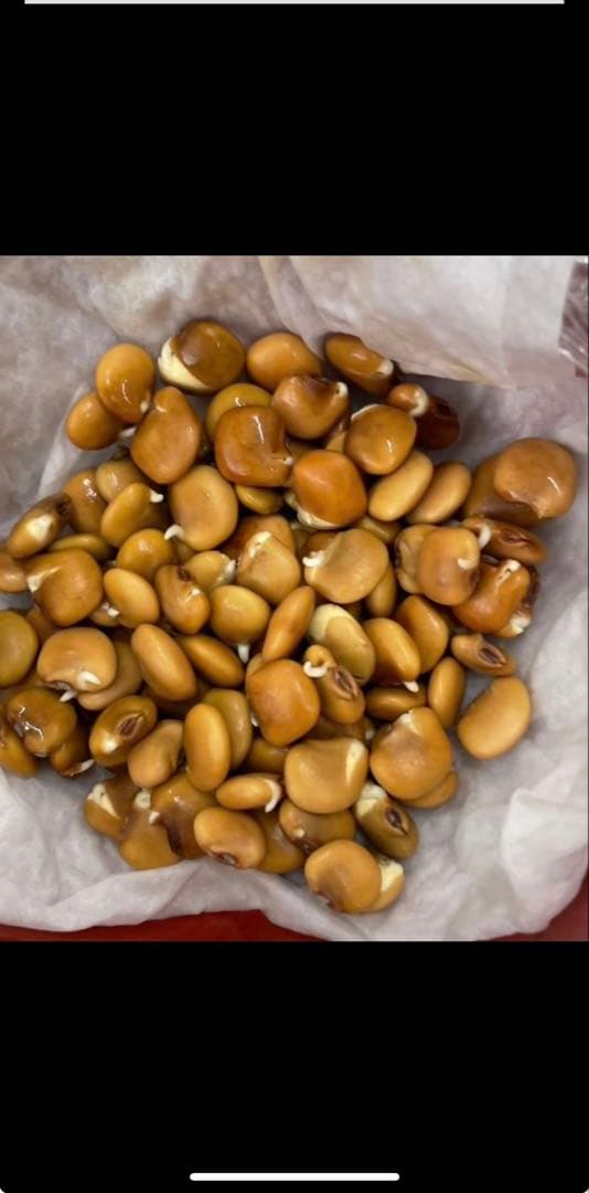 ヒカマ種　修 金城