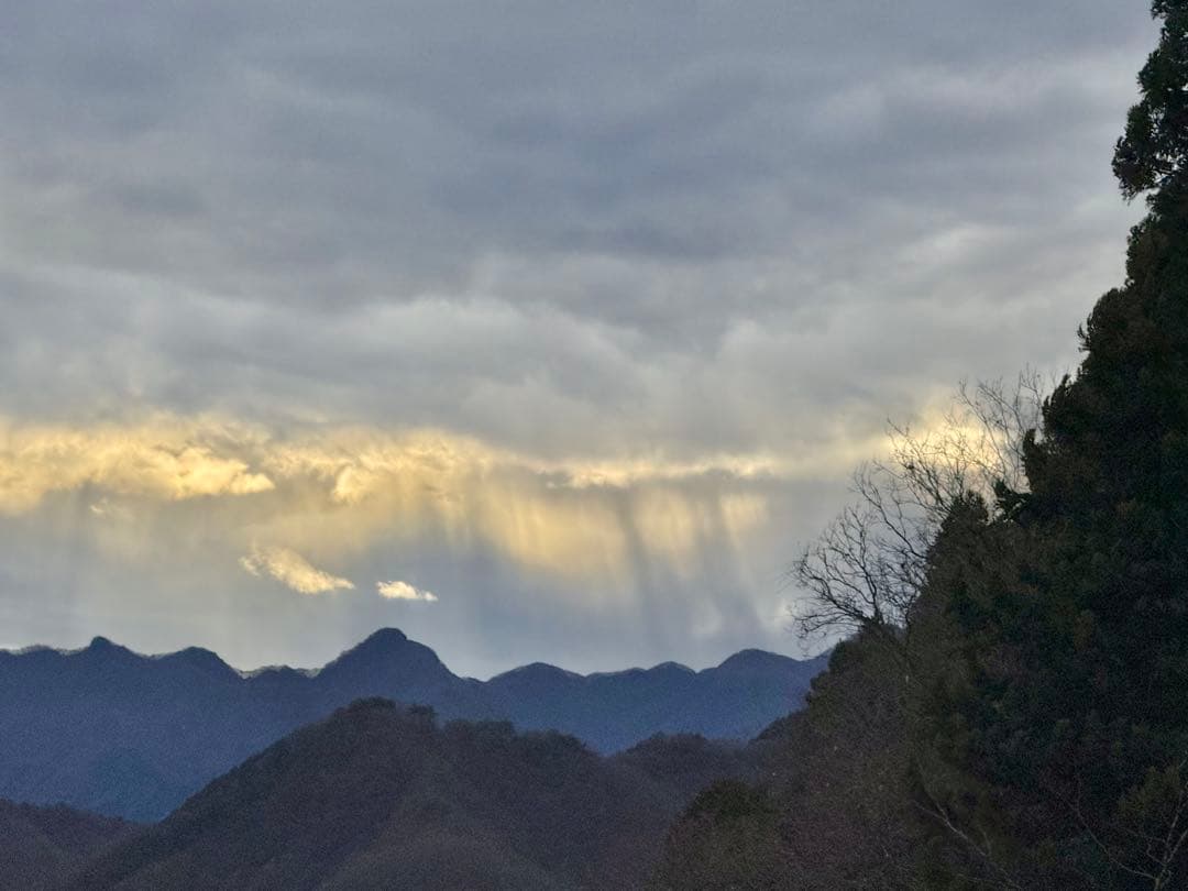 皇居　財布　長財布　桃色　ピンク　牛革　本革　レザー　菊紋　菊御紋