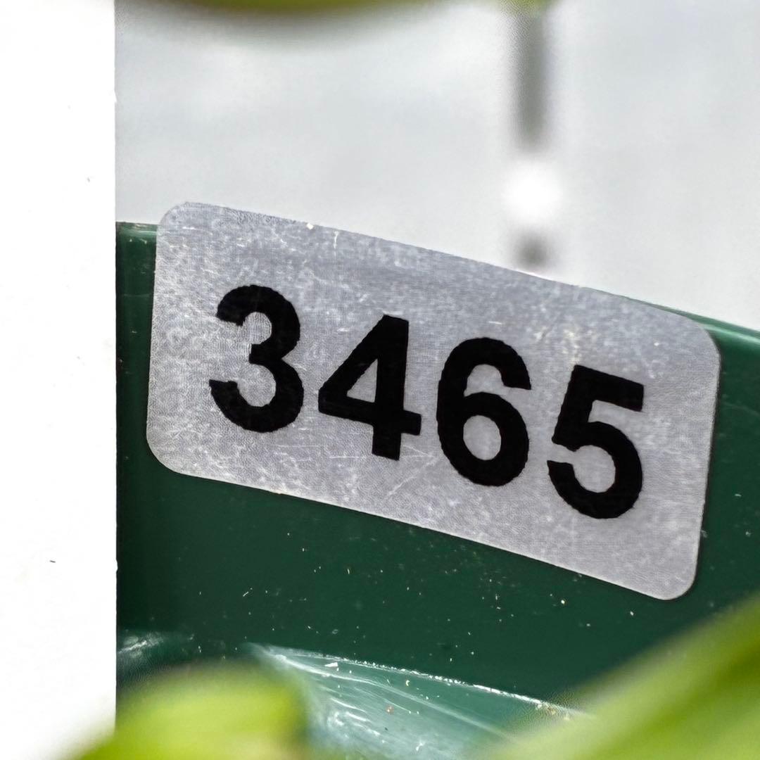 き*ん様 3465 ☘️極上☘️花、タグ付☘️抹茶パステ⭐️コロコロ手毬咲き⭐️