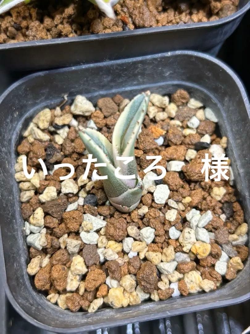 グレート　ホワイト　シャーク　シャークスキン　アガベ　シャークバイト