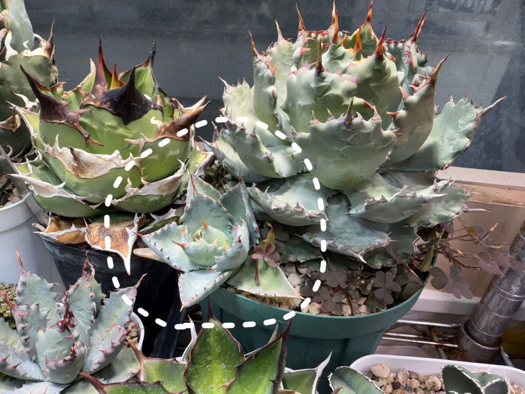 アガベ ハイブリッド 姫蠍蟹 イシスメンシス 甲蟹　脇芽