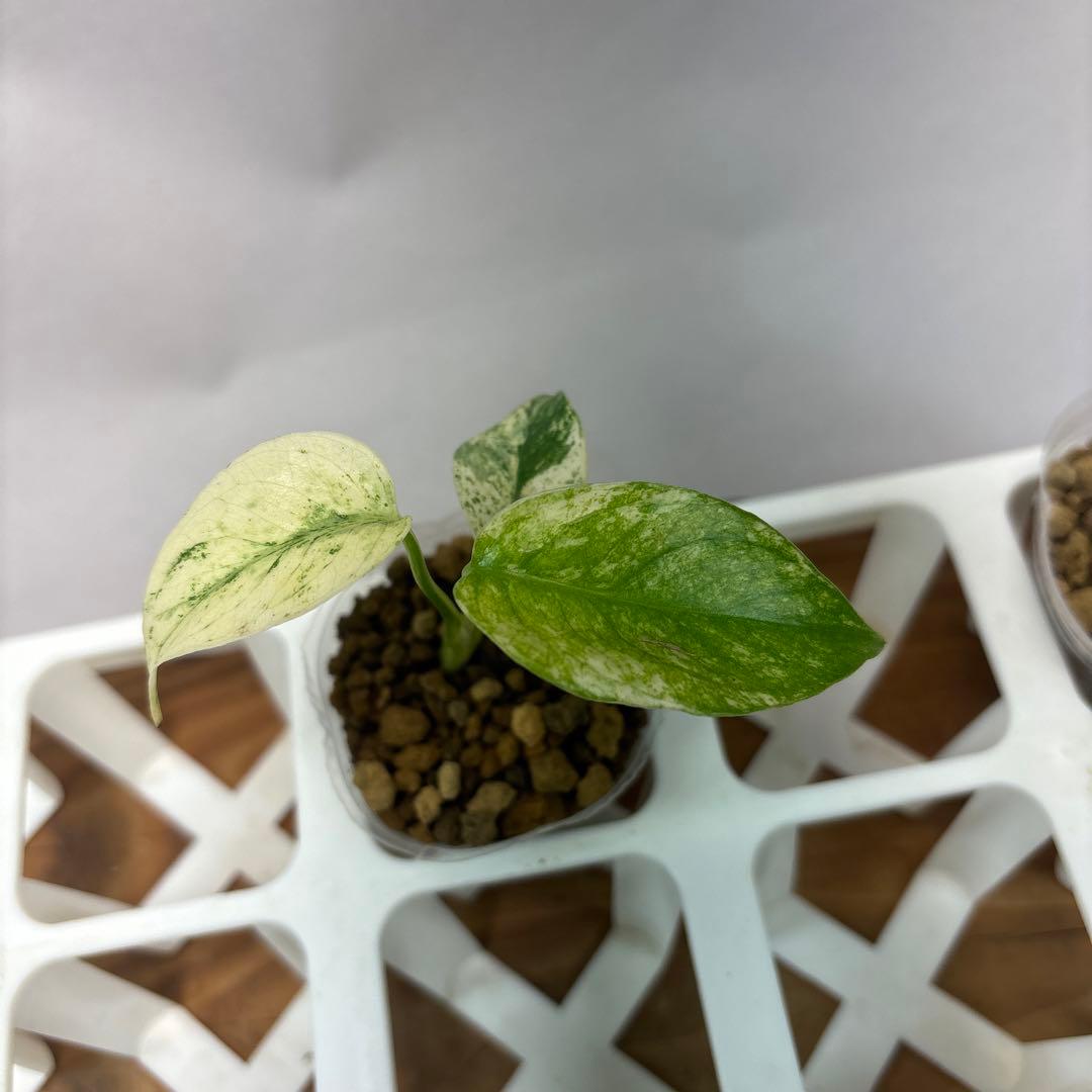 た*ん様 5株セット【特別選抜】ホワイトモンスター／天津蘭 モンステラ斑入り