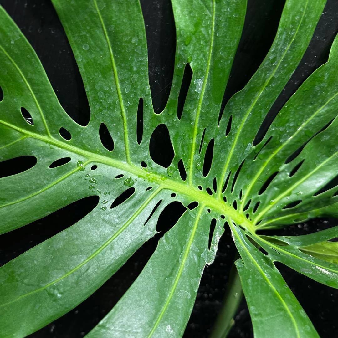 ぱ*！様 モンステラデリシオーサマクロコズム超希少系統鉢植え73㎝