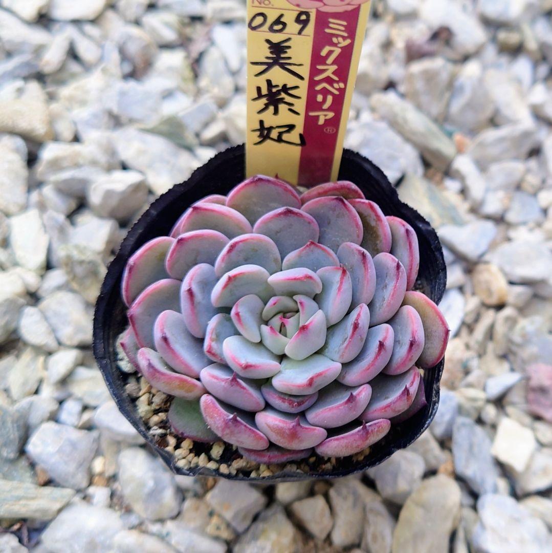 札付き ミックスベリア 美紫妃