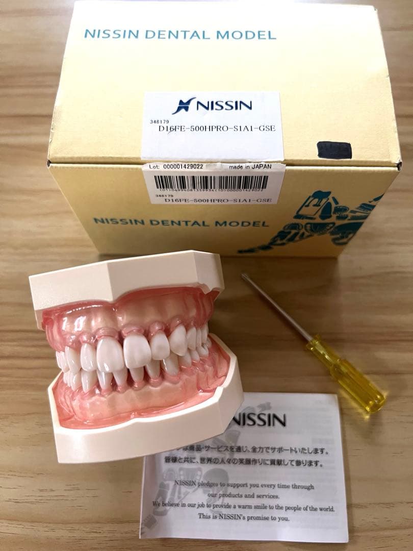 歯科実習 顎模型 頬粘膜 粘膜型 模型歯 モデルホルダー NISSIN