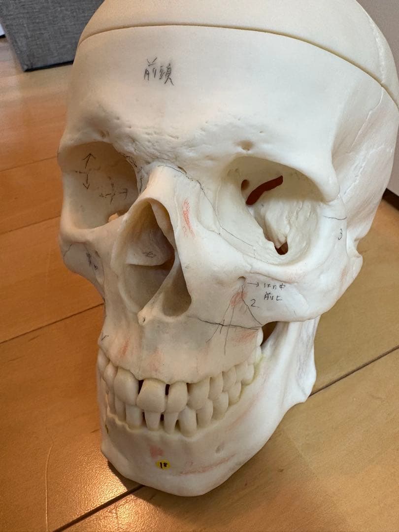 SOMSO頭蓋骨模型 解剖学的マーク付き