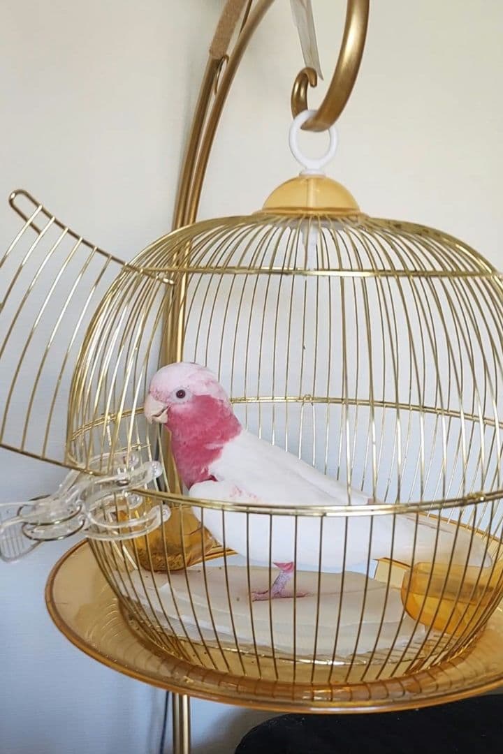 鳥かご ケージ スタンド セット インコ