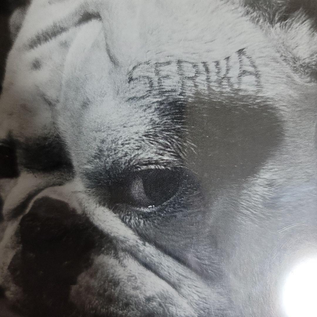 SERIKA WITH DOG DEMO 1982 小室哲哉初プロデュース作品