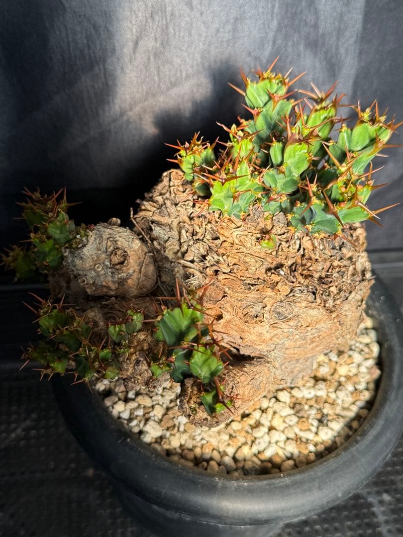 ①ユーフォルビア　クラビゲラ