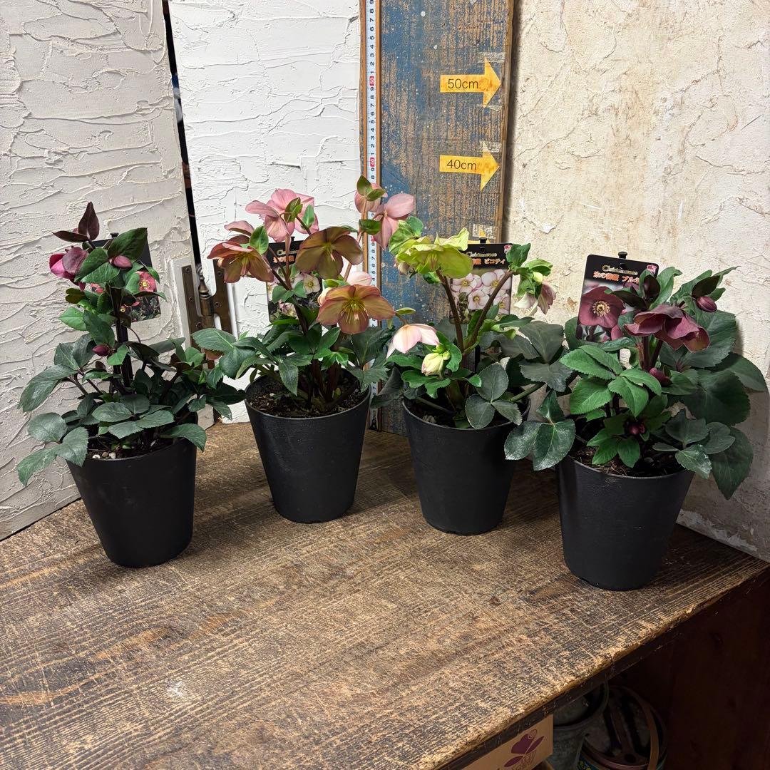 y*a様 【特選】　クリスマスローズ　氷の薔薇　5寸4種4鉢 変更可能