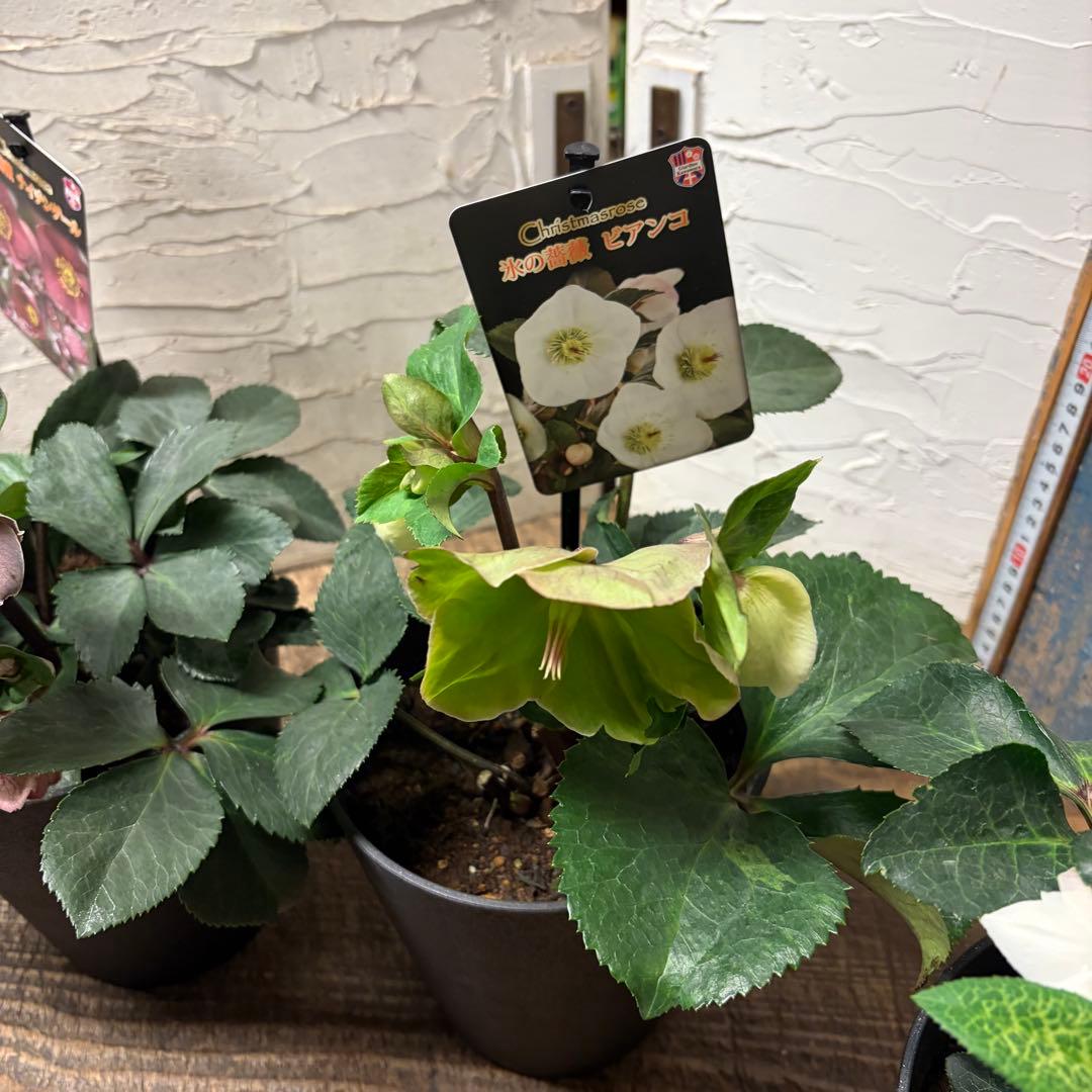 y*a様 【特選】　クリスマスローズ　氷の薔薇　5寸4種4鉢 変更可能