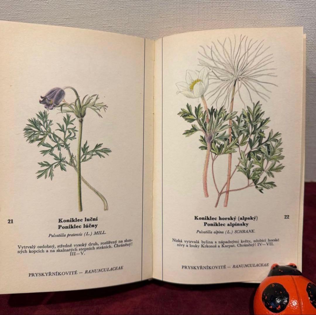 129①チェコ植物図鑑　2冊セット　洋書古書　ジャンクジャーナル　ボタンニカル