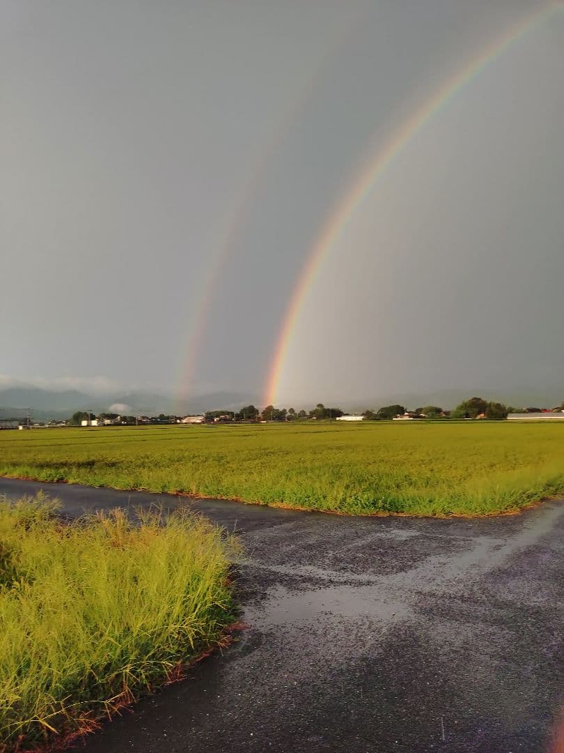 samページ「せとか４年生」「ブラッドオレンジ」