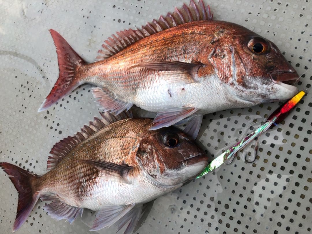 【説明欄必読】10個セット★ ギアラボ　タイラバ　フリップ　マダイ専用