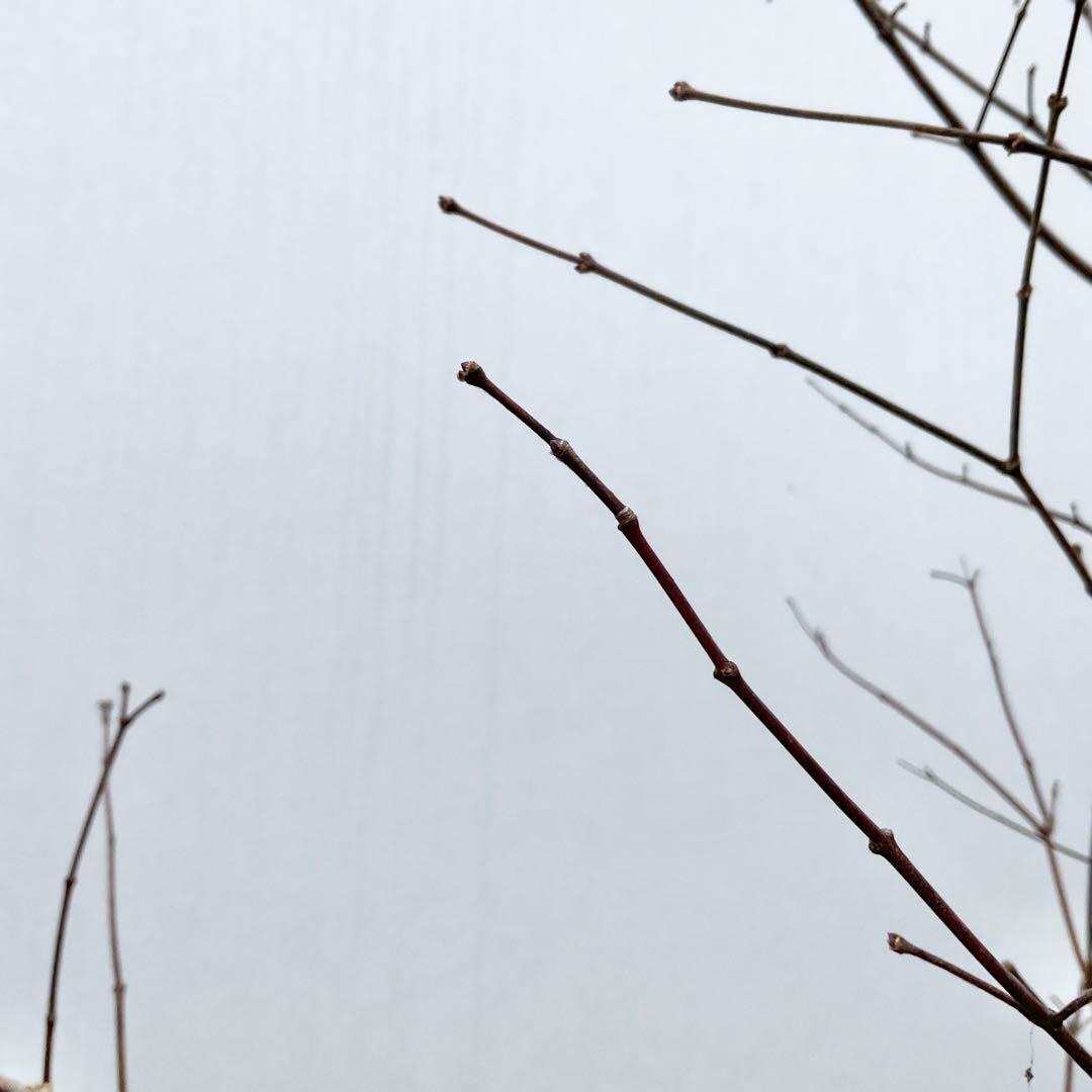 雨さん専用　コハウチワカエデ　単木/ 60