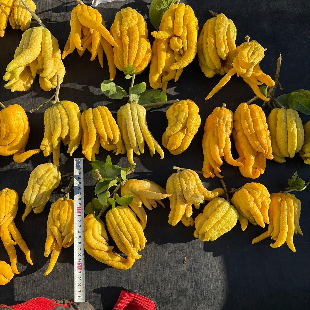 仏手柑　セット