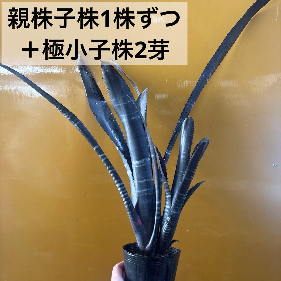 ビルベルギア　ダースベイダー