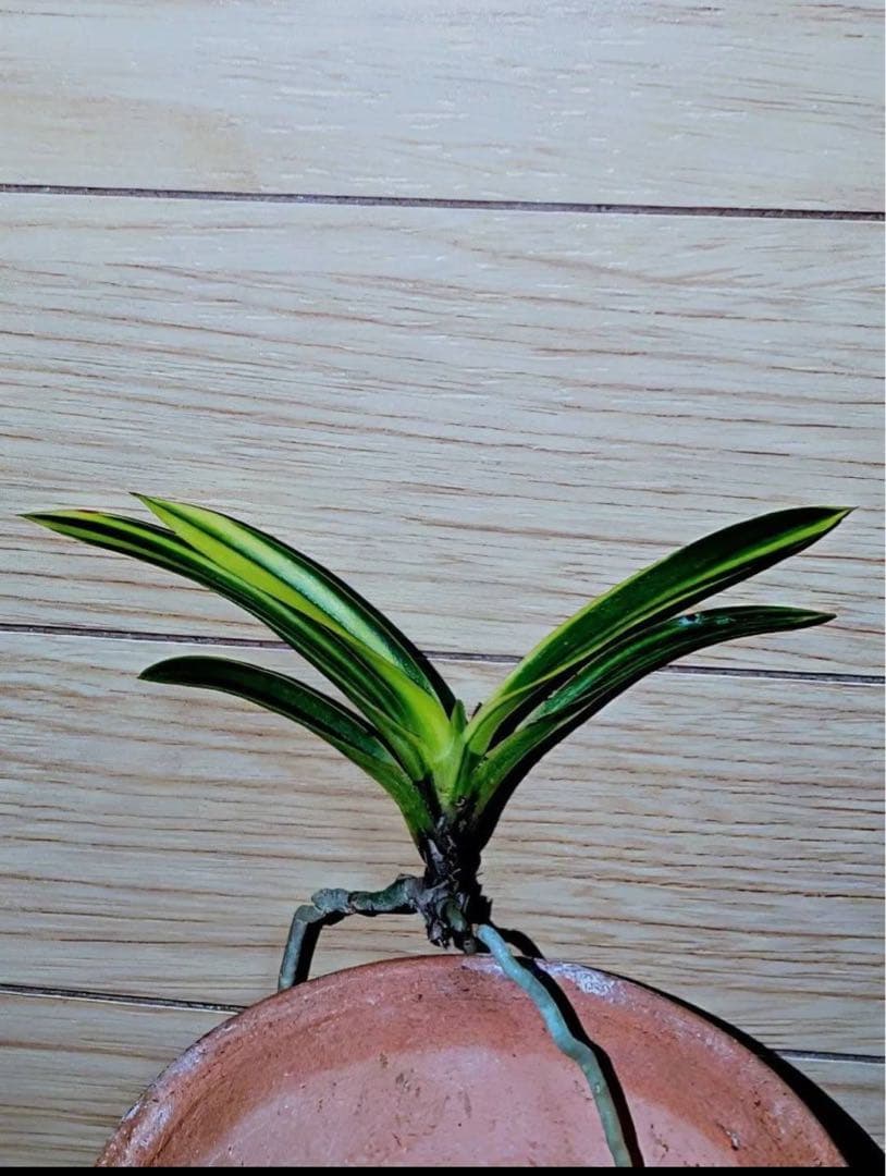 富貴蘭「金牡丹白縞」（牡丹錦）