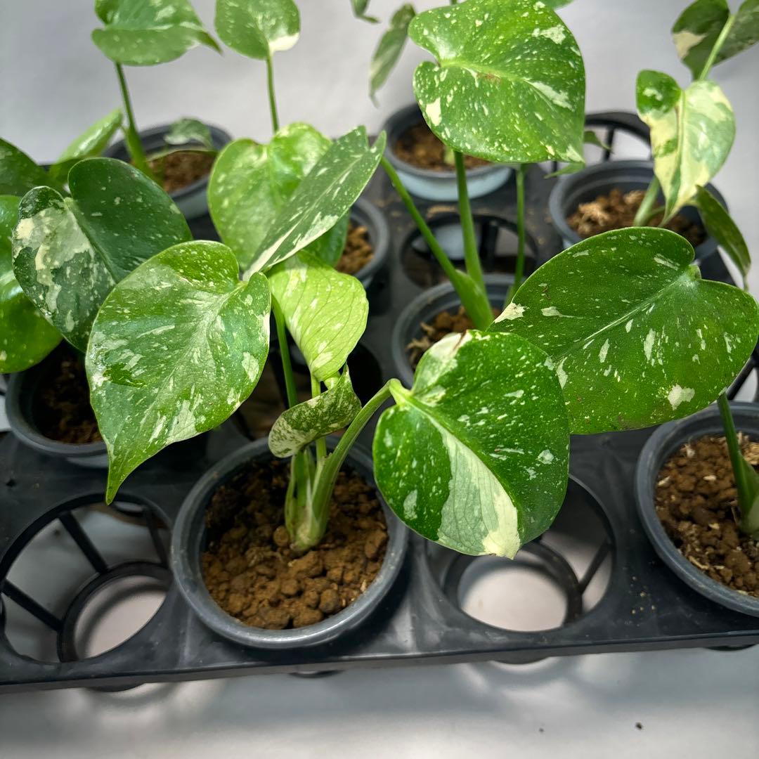 s*a様 10株セットms77【訳あり】モンステラ・タイコンステレーション 斑入