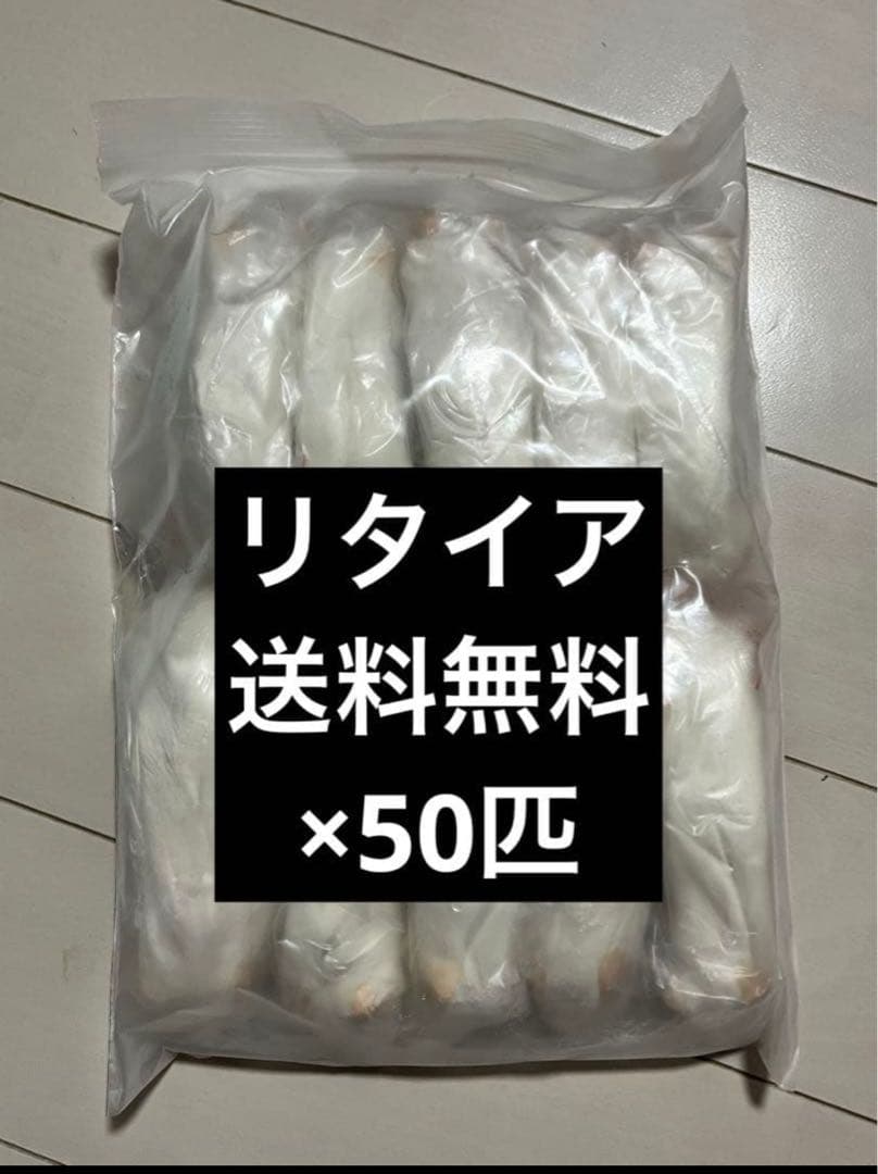 冷凍マウス　リタイア　50匹