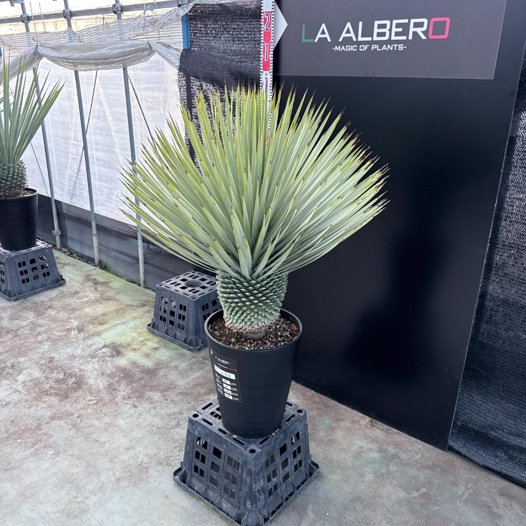 【AL1190】ユッカ　ロストラータ シルバーブルー　超美形　極太　感動個体