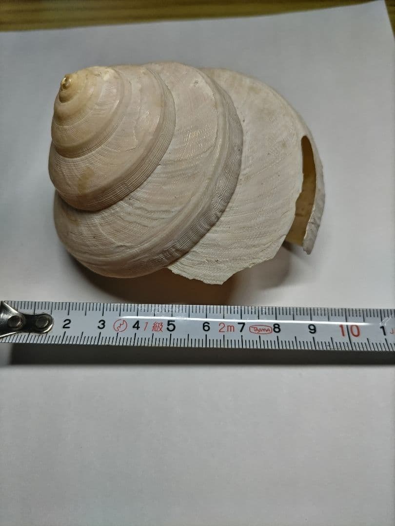 新種？クリスマス島　貝(大)