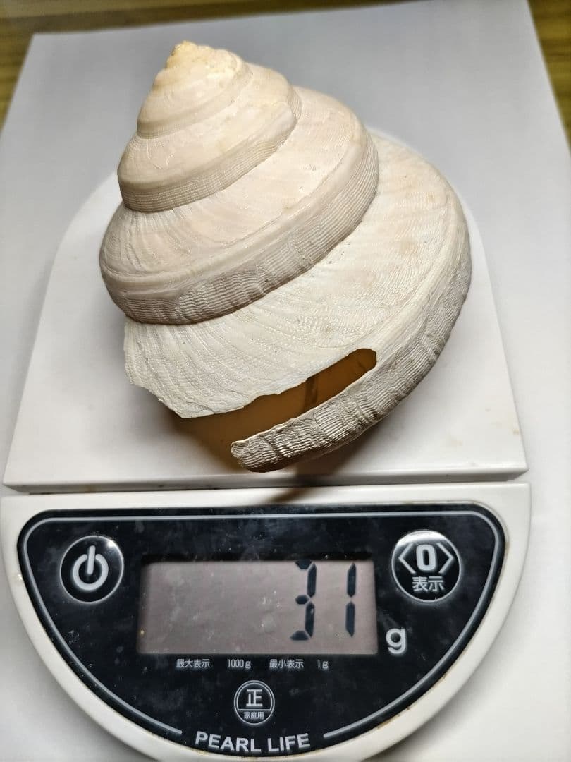 新種？クリスマス島　貝(大)