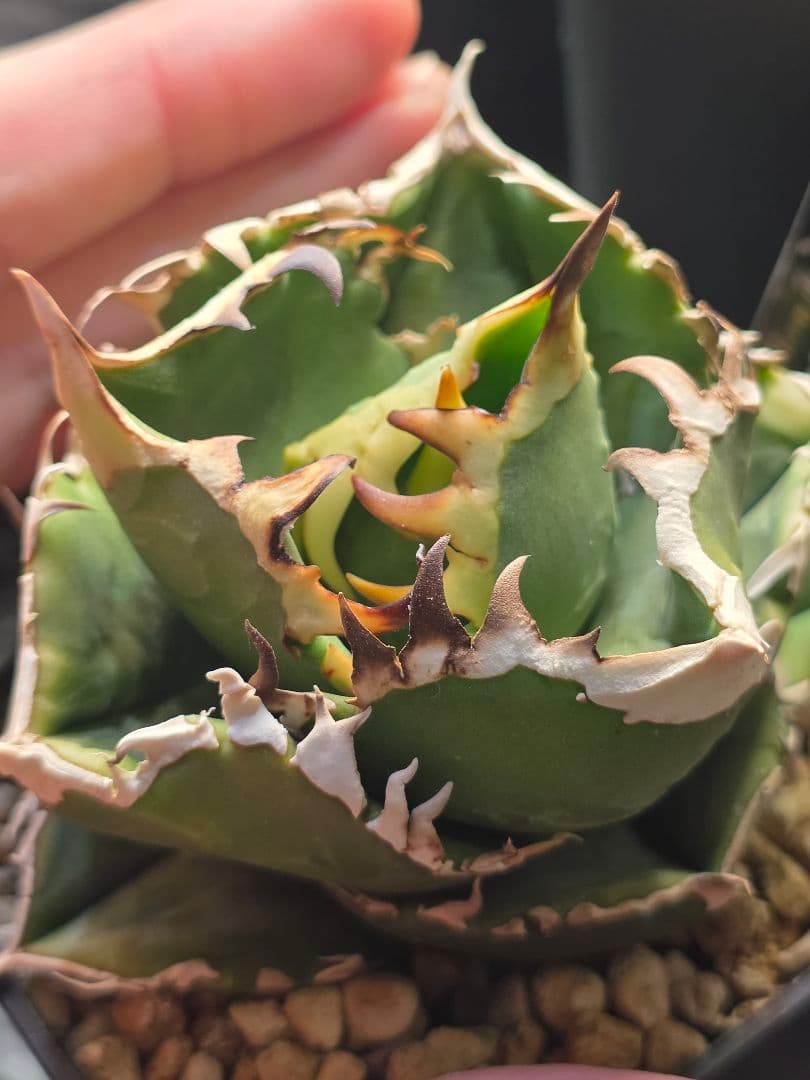 【子株販売】 アガベ コック agave titanota cok CG-01