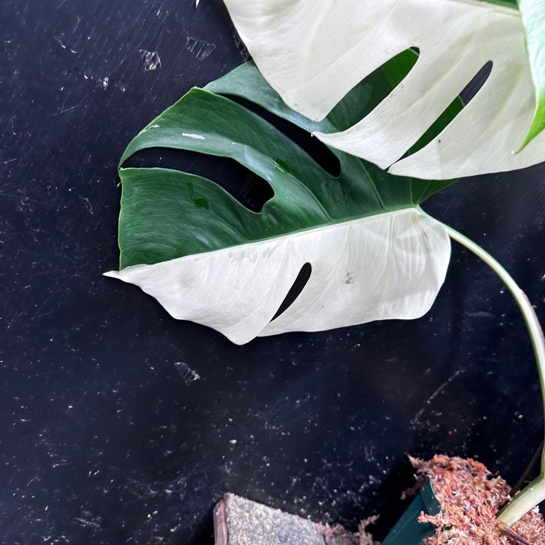 ☆*☆様 モンステラ斑入りハーフムーンホワイトタイガー極美斑入り73cm