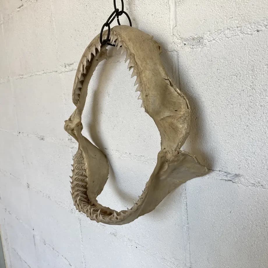 と*ろ様 サメ　歯　オブジェ　標本