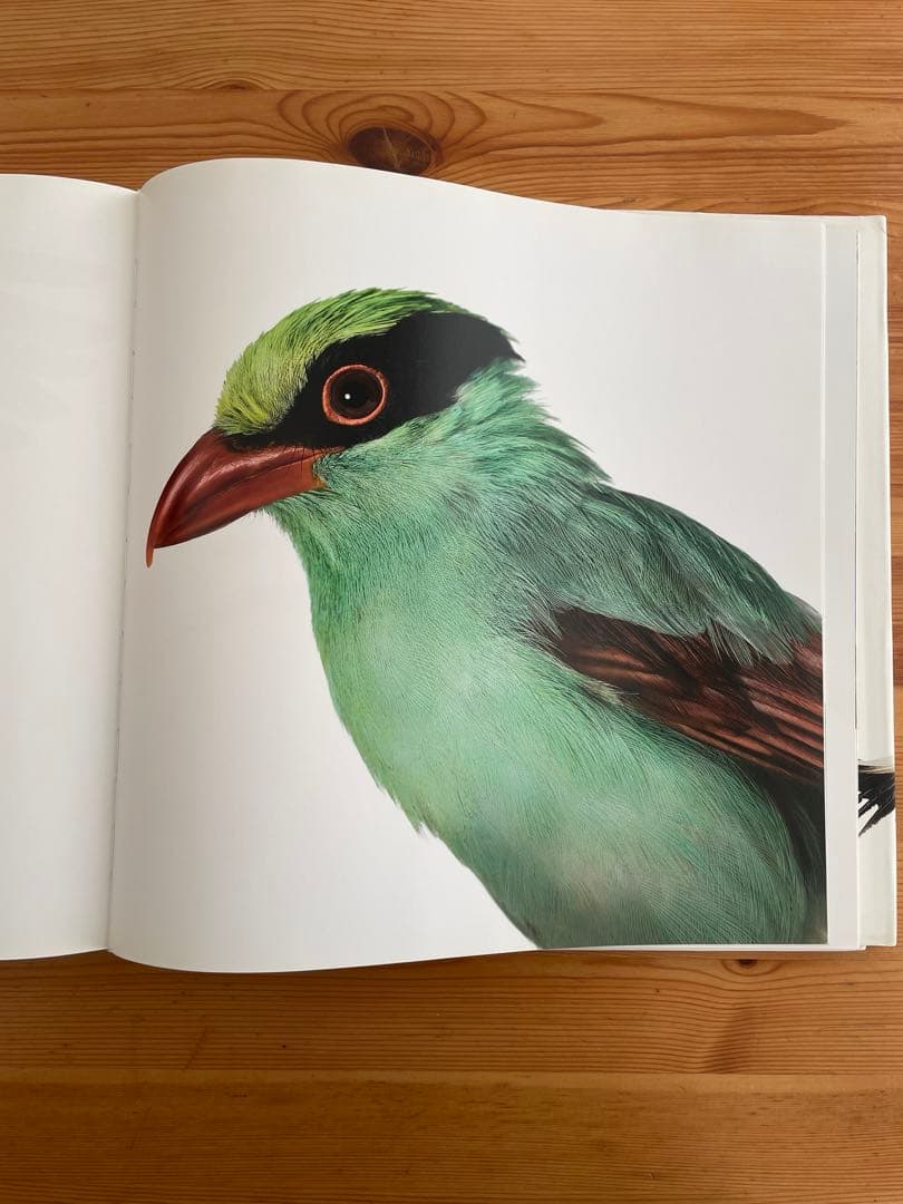 Bird / Andrew Zuckerman 大型本