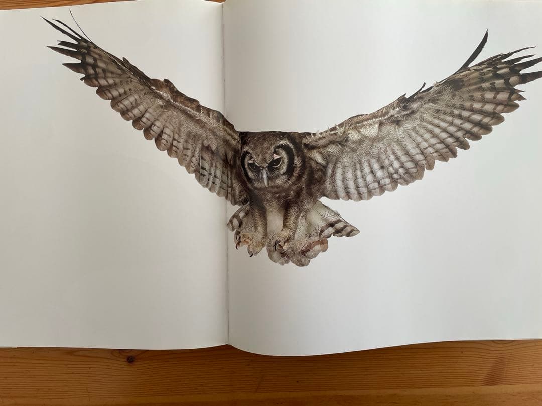 Bird / Andrew Zuckerman 大型本