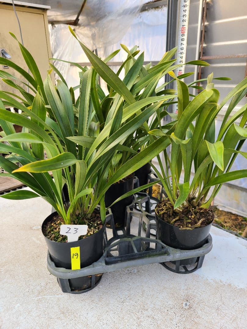 4寸。ミスマフェット。花芽合計19個。5鉢セット。蜜蜂誘引蘭。日本蜜蜂