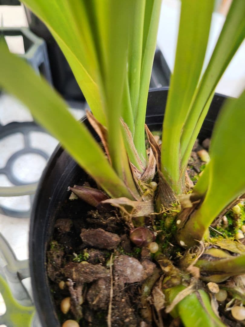 4寸。ミスマフェット。花芽合計19個。5鉢セット。蜜蜂誘引蘭。日本蜜蜂