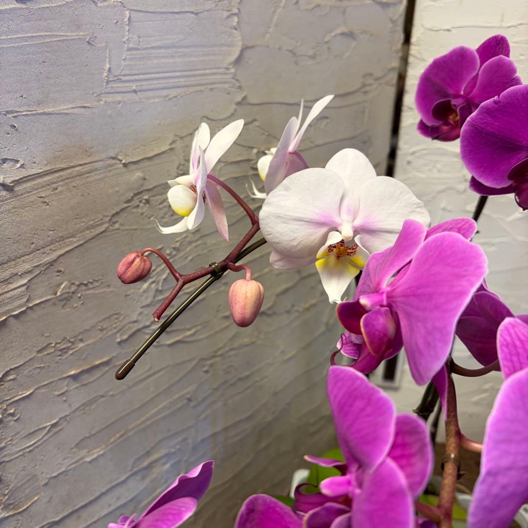 ♡*♡様 胡蝶蘭 10ポット ファレノプシス