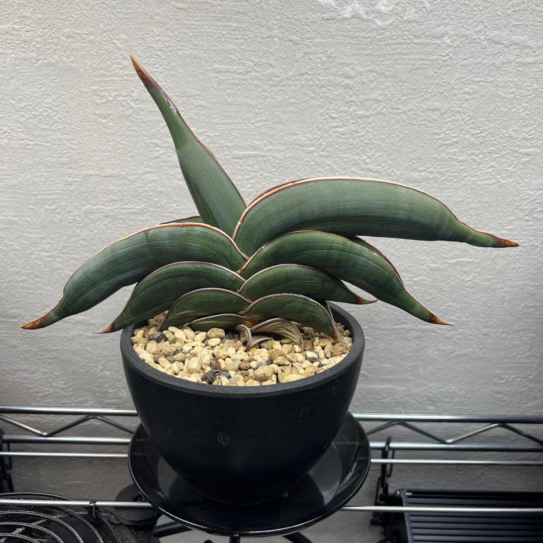 サンセベリア　ロリダ　斑入り　サンスベリア