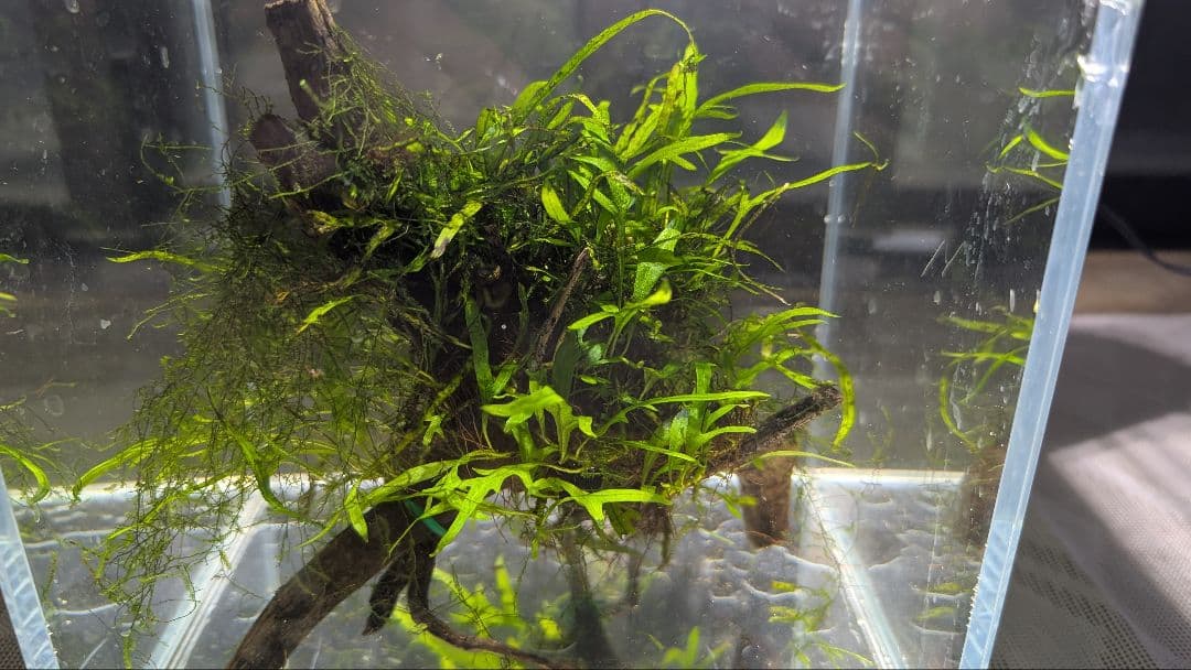 ミクロソリウムトライデントリーフ60葉以上が自然活着した2本組のブランチ流木