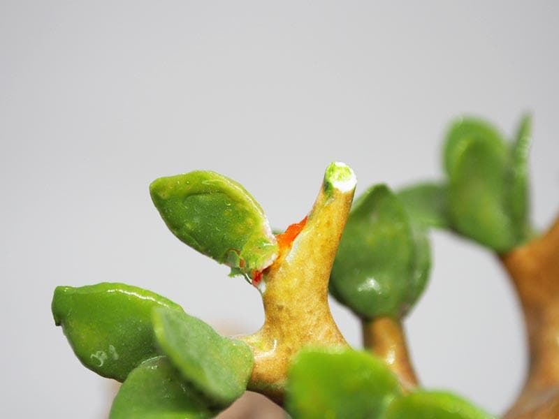 【超希少品】マイセン リュートを弾く女に花を捧げる男と少年 1級品