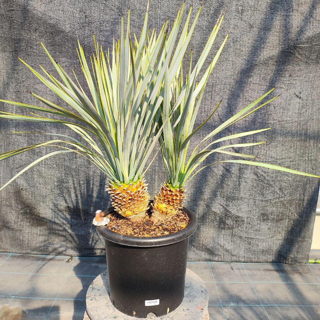 ロストラータ Hyb だぶるへっど