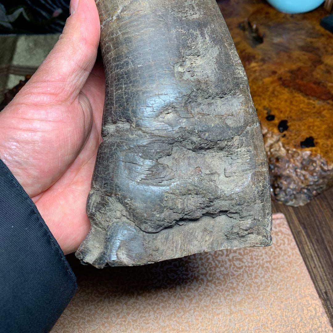 に*ょ様 稀少牛の角置物