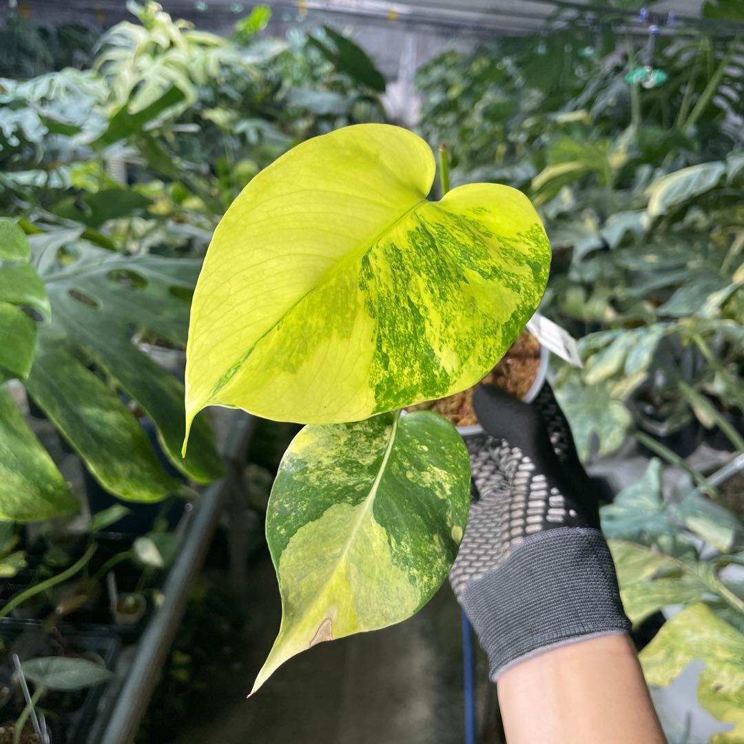 MC3 モンステラ　イエローマリリン　黄斑入り