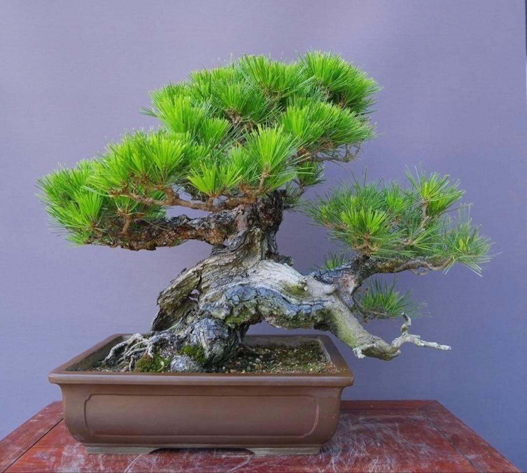 ハ*ル様 超貴重 樹齢150年 岩石性黒松 大型盆栽！