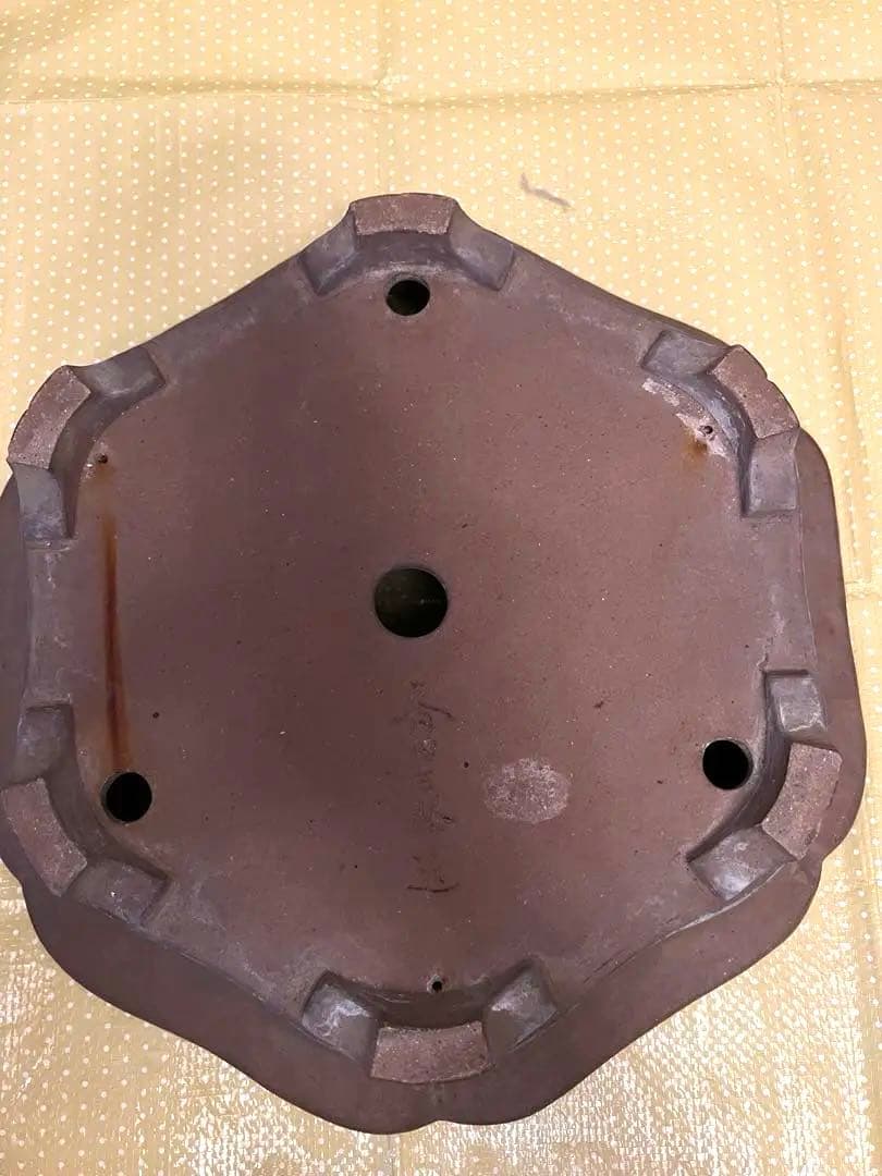 もつなべ　盆栽鉢　大型　斎田三峰　おまとめ