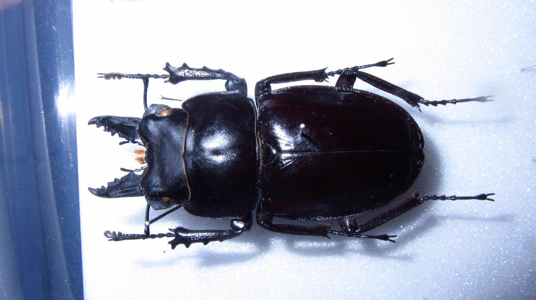 奄美大島産アマミマルバネクワガタ　野外品標本