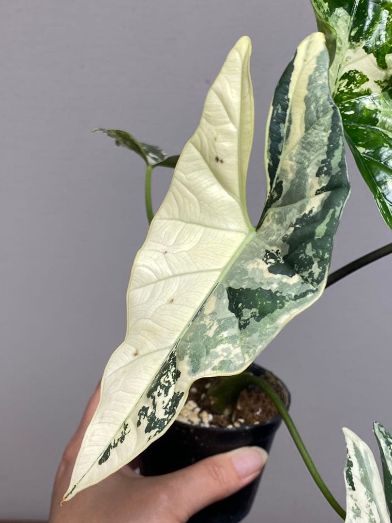 テ*ー様 【超希少‼️美株✨】アロカシア　シンポ　アルボ　斑入り　白斑　レア　人