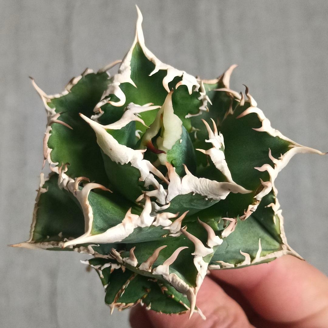 A032 特選 アガベチタノタ 大白鯊 強狂棘 極上白鋸歯 極上優良株 子株付