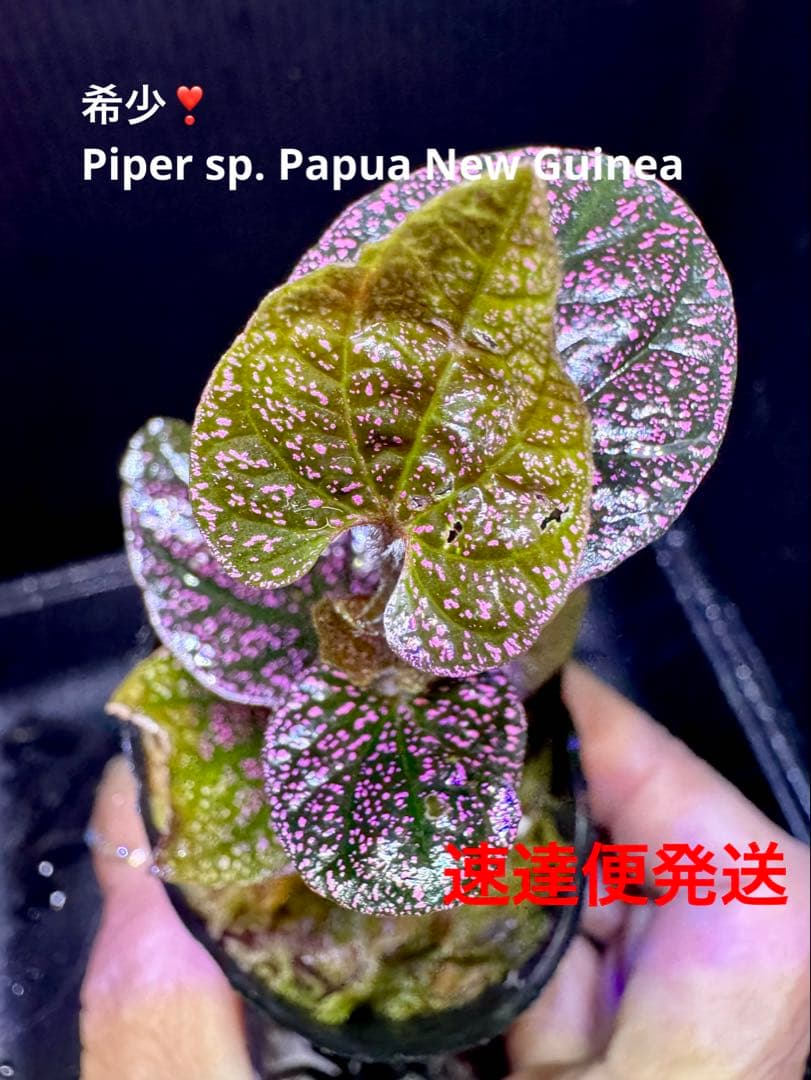 Sugi様 リクエスト 4点 まとめ商品