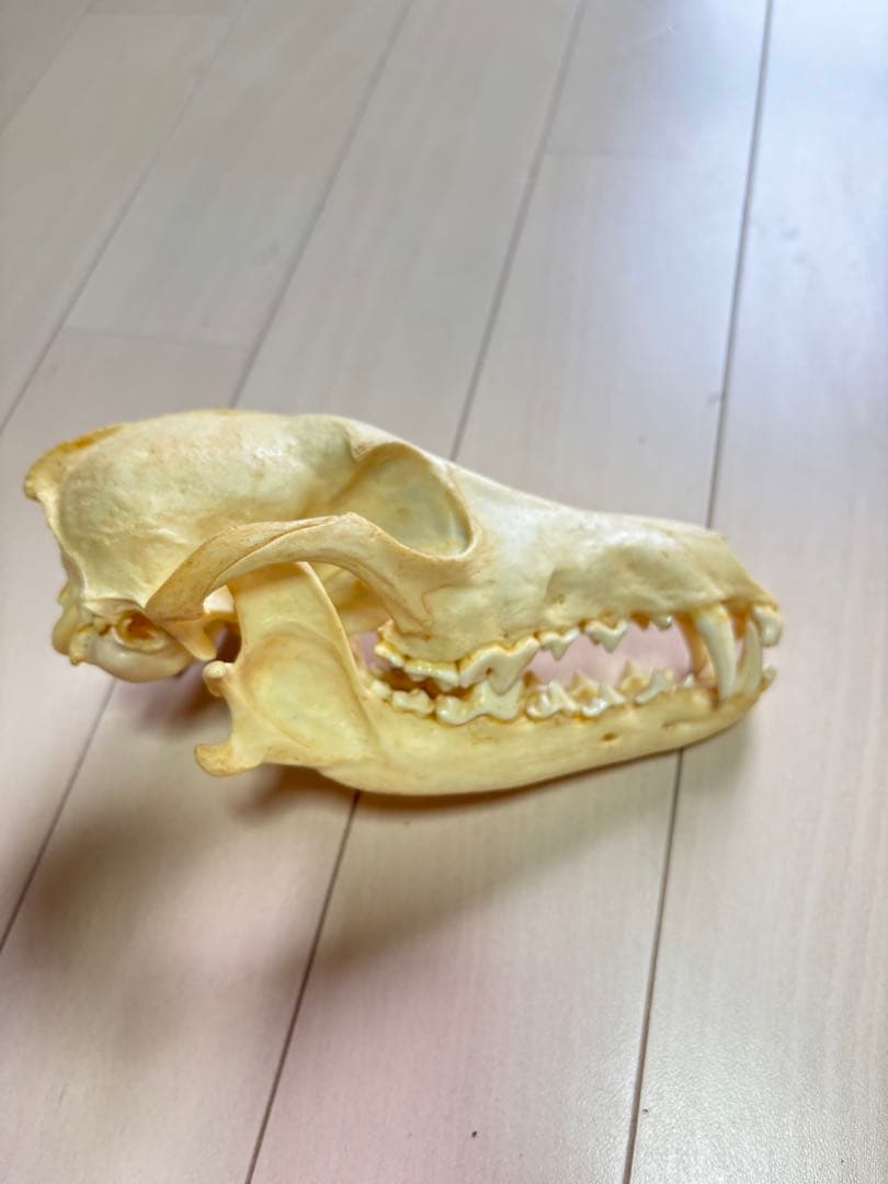 コヨーテ　頭骨　標本